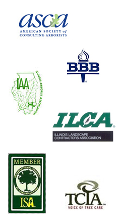 Professional Affiliations